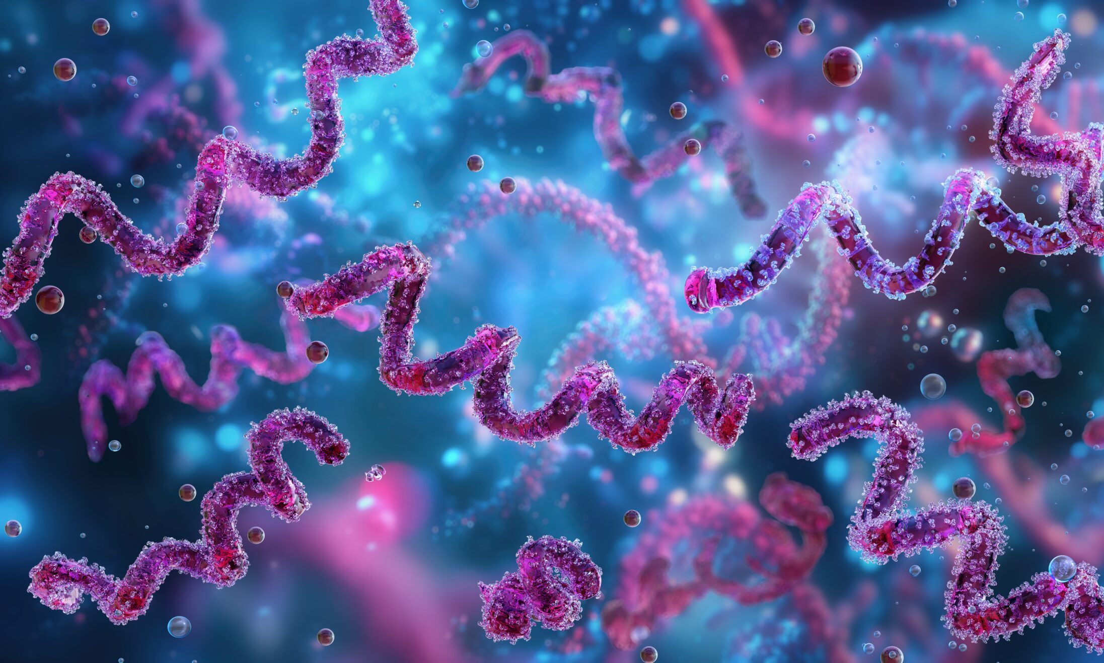 Clinical illustration of syphilis bacteria.